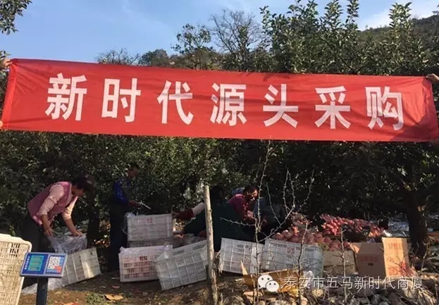 【五馬店產地直采】美味可口的沂源富士等您選！