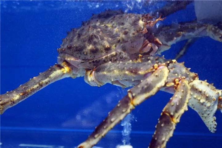 【時代儒商】膠東碼頭海鮮城淮揚(yáng)菜、魯菜、海鮮超多美味！滿足您的味蕾~~